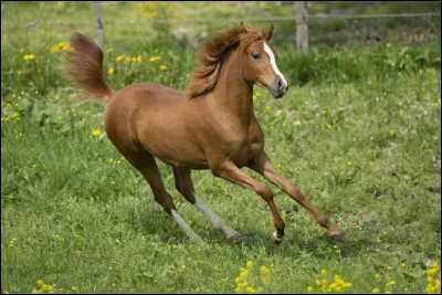 Dans le monde de l'équitation, un yearling est un pur-sang âgé de  :