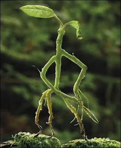 Chapitre 4 : Botruc : où vivent-ils ?