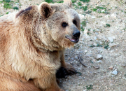 Quiz Expressions - Quelques expressions sur l'ours