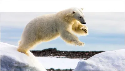 Que veut dire l'expression "mettre à l'ours" ?