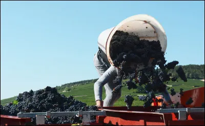 Le lien à la Bourgogne vineuse : 
Quel est le cépage de vigne très dominant en Bgne et qui donne le vin rouge ?