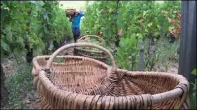 Le lien à la Bourgogne vineuse : 
Quel est le nom du récipient de vendange de la photo ?