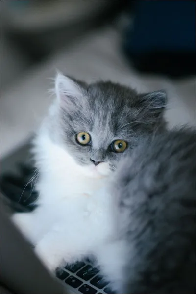 Quelle est ta reine préférée ?