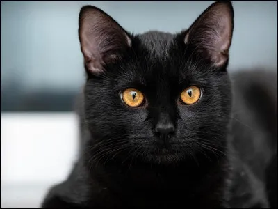 Tu es baptisé(e) guerrier(ère), quelle est ta réaction ?