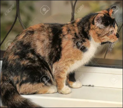 Si tu étais un chat, quelle couleur voudrais-tu pour ton pelage ?