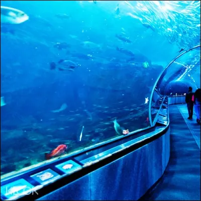 Quel poisson caractérisé par l'absence de nageoires paires s'installe souvent dans des crevasses et des petites grottes ?