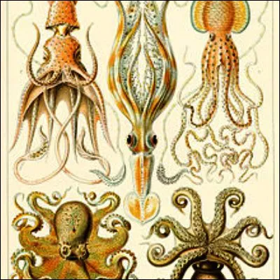 Lequel de ces céphalopodes possède huit tentacules ?
