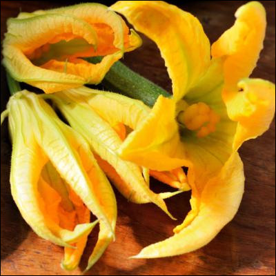 Quelle cucurbitacée aux fleurs jaunes possède des variétés appelées baccara et verte d'Italie ?