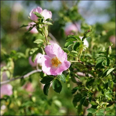 Quel nom désigne la fleur de certains rosiers sauvages ?