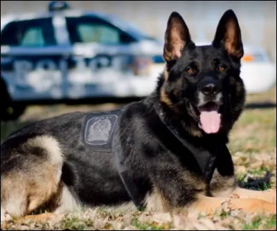 Que veut dire l'expression "les chiens ne font pas des chats" ?