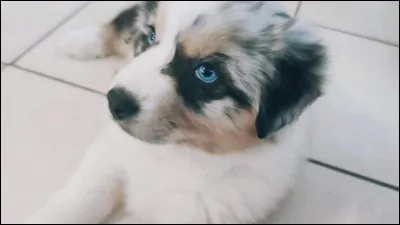 Que veut dire l'expression "garder un chien de sa chienne" ?