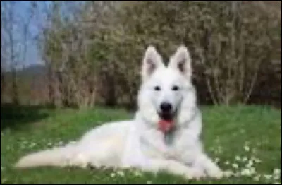 Que veut dire l'expression "faire la rubrique des chiens écrasés" ?