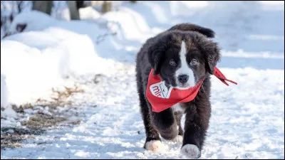 Que veut dire l'expression "c'est le chien de Jean de Nivelle" ?