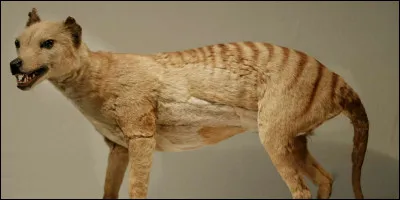 Quelle est cette espèce ?