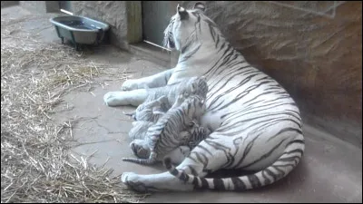 Comment se nomme cette espèce ?