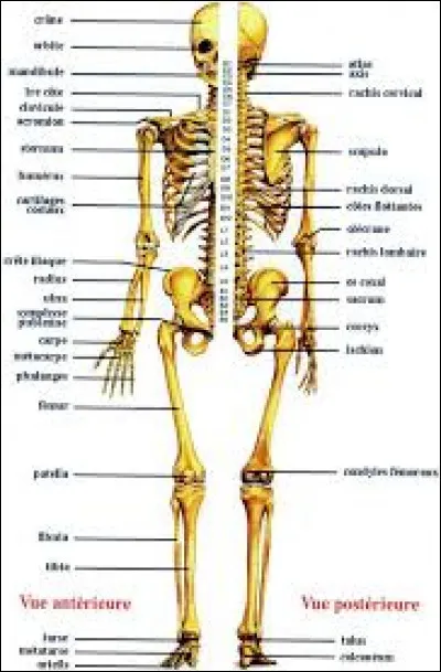 Quel est le plus petit os du corps humain ?
