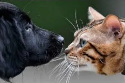 Ton animal préféré est :