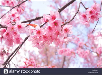 Quelle est ta saison préférée ?