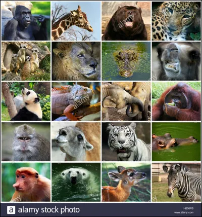 Quel animal préfères-tu ? 
(si tu n'aime pas les animaux tu dois quand même répondre à cette question )