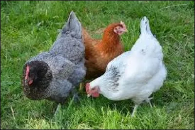 C comme "cul de poule". Quel est cet instrument de pâtisserie ?