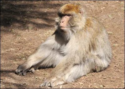 Quel est cet animal ?