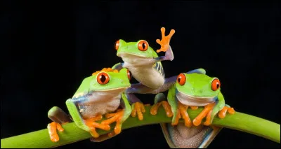 Quel est cet animal ?