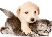 Quiz Le bon mot : chat et chien