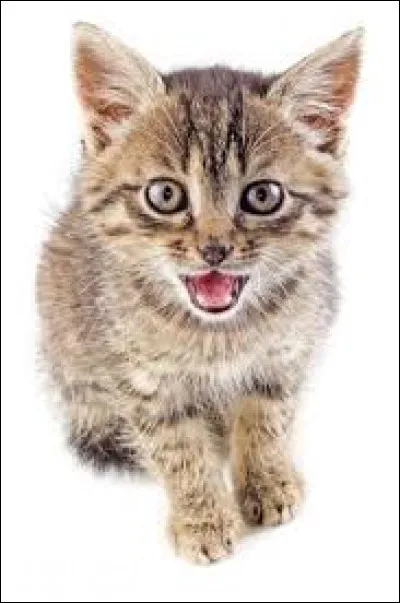 Que fait ce chaton ?