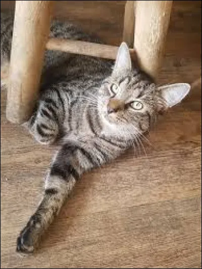 Quel est le nom de ce chat qui est entre les pieds d'une chaise ?