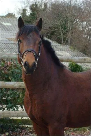 Quelle est la robe de ce cheval ?