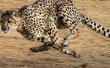 Quiz Guepard