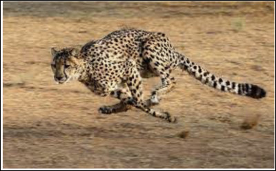 À quelle vitesse peut courir un guépard ?
