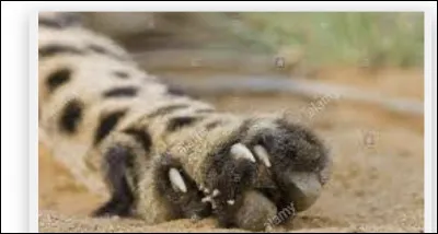 Le guépard a-t-il les griffes rétractiles ?