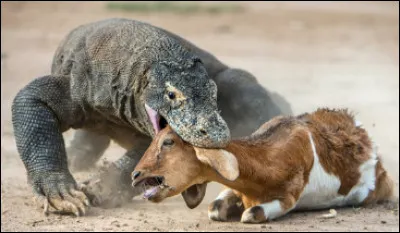 Quel est ce carnivore appartenant à la famille des varanidés, la plus grande espèce vivante de lézard ?