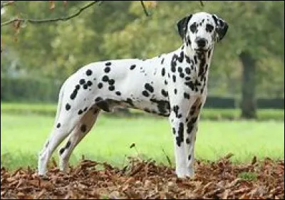 Quel est ce chien, calme, têtu et câlin avec une robe blanche qui comporte des tâches rondes ?