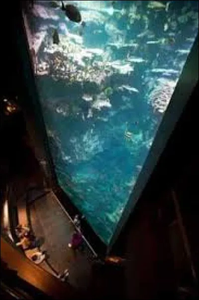 La Cité de la Mer de Cherbourg possède un aquarium abyssal d'une profondeur de...