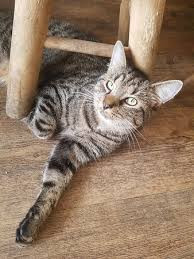 Quiz Animaux