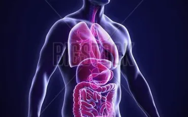Quiz Anatomie