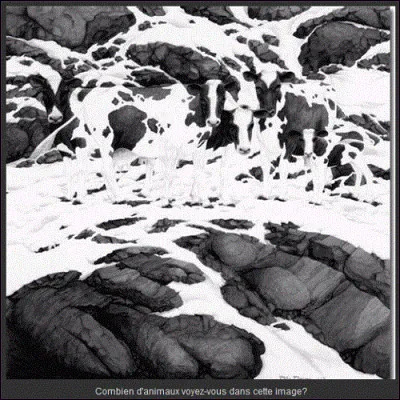 Combien y a-t-il de vaches ?