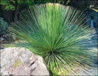 Dasylirion demande tr&egrave;s peu d'arrosage.