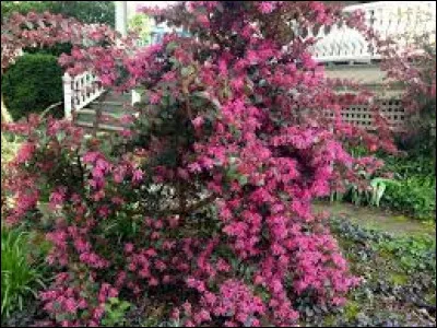 Le loropetalum est une plante caduque.