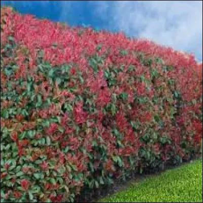 Au bord de mer, vous pouvez tr&egrave;s bien mettre une haie de photinia, elle s'y plaira.