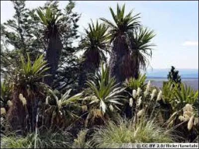 La diff&eacute;rence entre le lin de Nouvelle-Z&eacute;lande et la cordyline est que le lin ne donne pas de tronc.