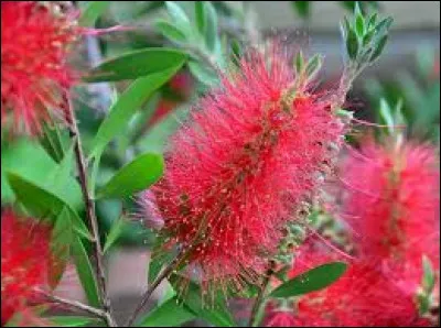 On appelle cette plante le tire-bouchon !