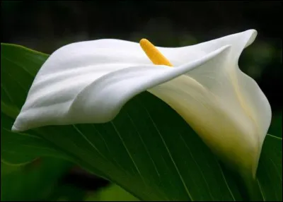 Avec ou sans cloche, on finit tous par y arriver !