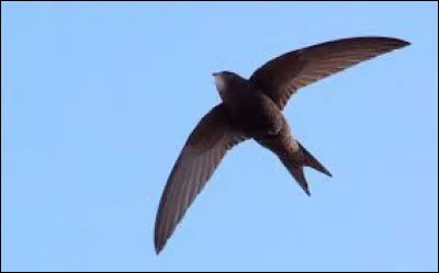 Que désigne une rémige chez l'oiseau ?