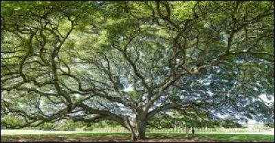 Qui a dit ''On ne peut rêver, que si on a les pieds sur terre. 
Plus les racines sont profondes, plus les branches sont porteuses'' ?
