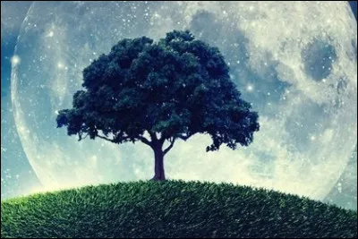 Quel arbre préfères-tu ?