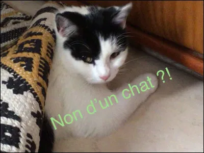 Quel est ton animal préféré ?