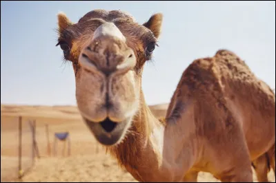 C'est Marcel qui fait l'con !